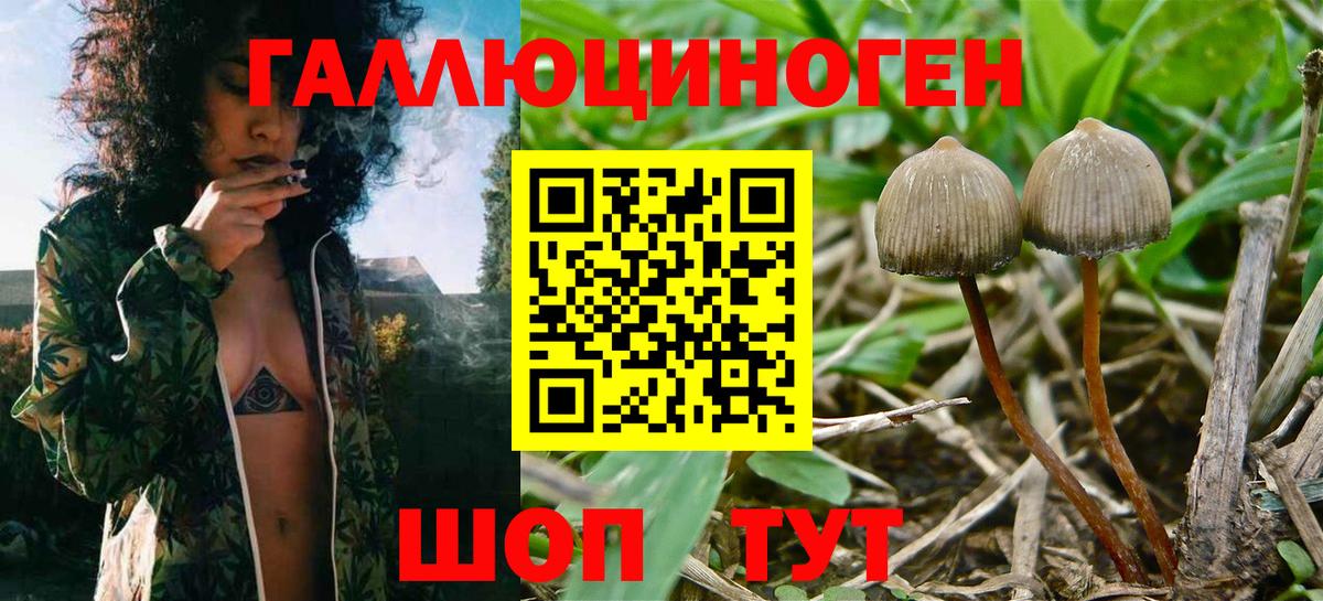 Галлюциногенные грибы Psilocybine cubensis Псков
